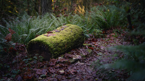 Moss growing on tree trunk