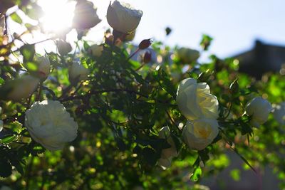 Close-up of white flowering plant