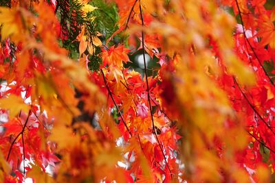 Close-up of maple leaves on tree during autumn