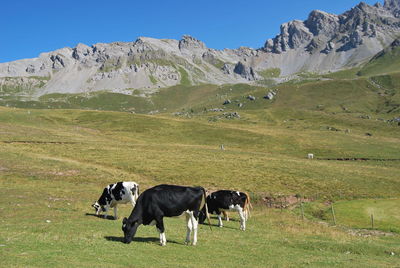 Cows standing in a field