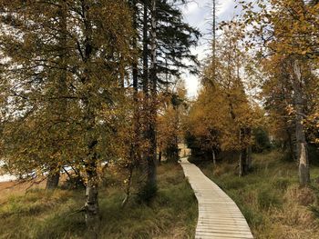 Footpath amidst trees in forest during autumn