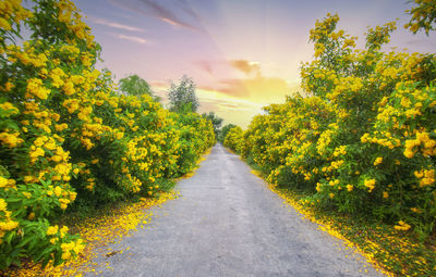 Road amidst trees against sky