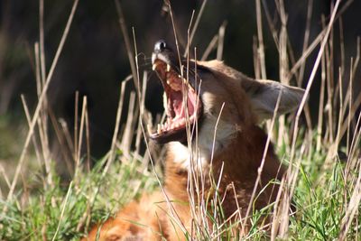 Close-up of lion yawning