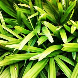 Full frame shot of green leaves