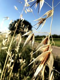 Close-up of wheat growing on field