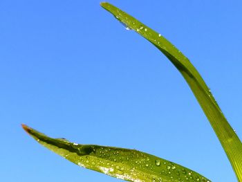 Close-up of wet plant against clear blue sky