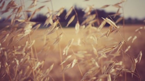 Close-up of wheat growing on field