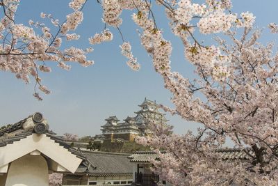 Cherry blossom tree by building against sky