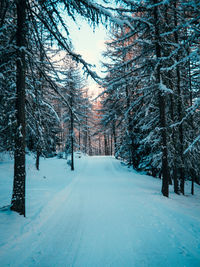 Trees on snow covered landscape