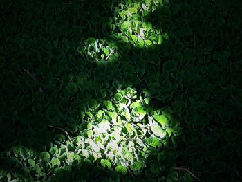 Full frame shot of leaves floating on water