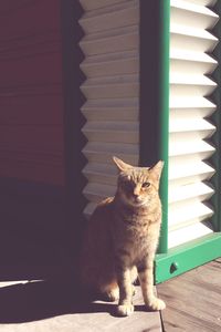 Portrait of cat sitting on floor