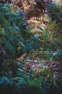 High angle view of plants on field