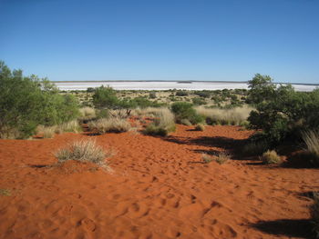 View of trees against clear blue sky