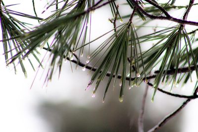 Close-up of plants against blurred background