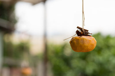 Close-up of orange fruit on tree