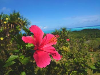 Close-up of pink hibiscus flower