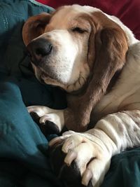 Close-up of dog sleeping on bed at home