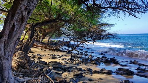 Trees on beach against sky
