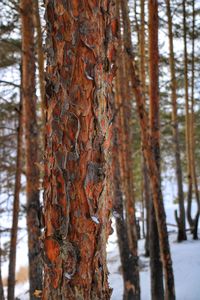 Close-up of lichen on tree trunk during winter