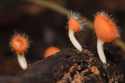 Close-up of mushroom growing on tree trunk