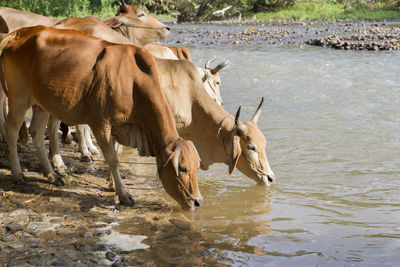 Horses in a lake