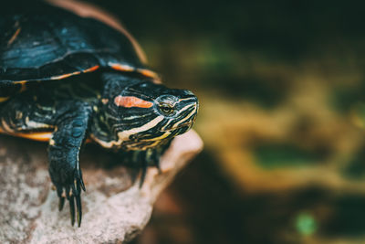 Close-up of lizard on rock