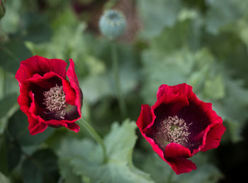 Close-up of red rose