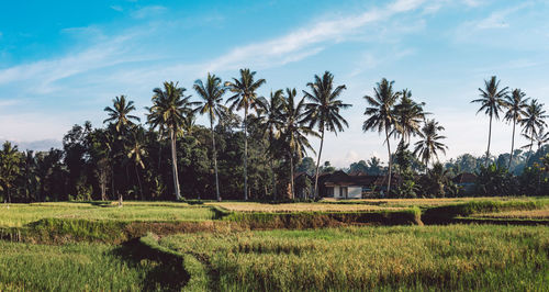 Palm trees on field against sky