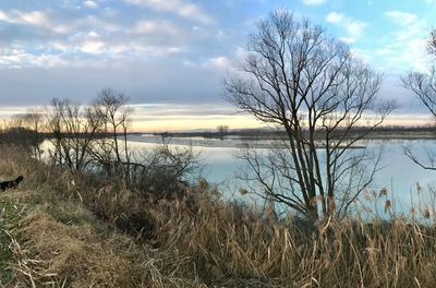 Bare trees by lake against sky