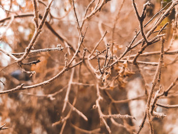 Close-up of dried plant