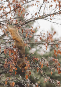 Low angle view of squirrel on tree during autumn