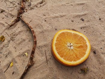 High angle view of orange slices