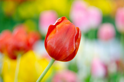 Close-up of red tulip