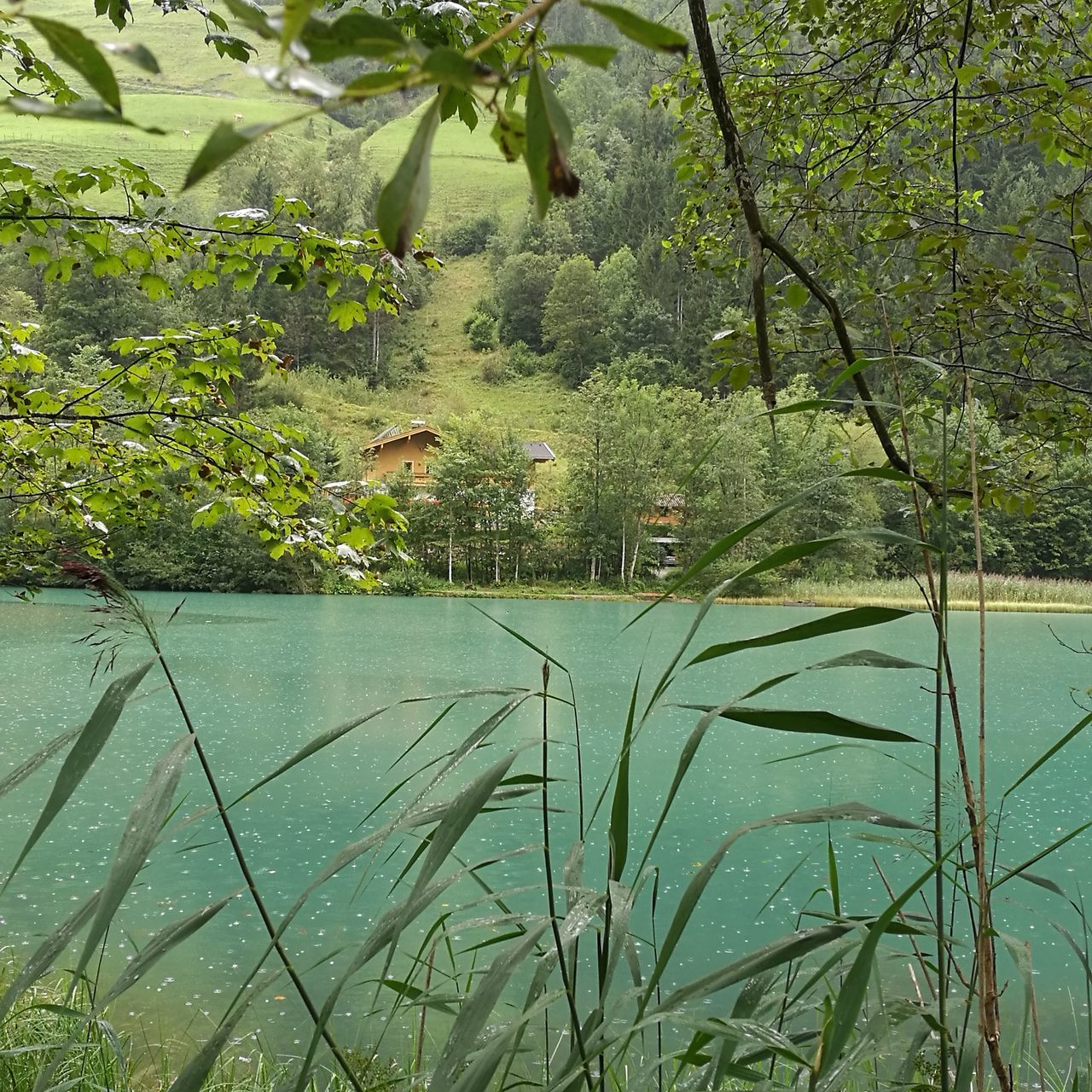 plant, growth, water, close-up, tree, branch, nature, day, scenics, tranquil scene, overgrown, outdoors, green color, tranquility, full frame, non-urban scene, vibrant color, in front of, beauty in nature, no people, green, lush foliage, riverbank, garden