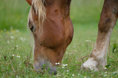 Close-up of a horse grazing in field