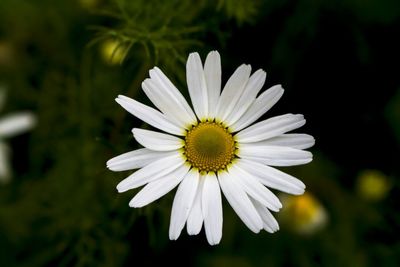 Close-up of white daisy blooming outdoors