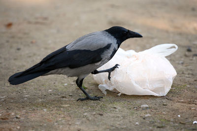 Close-up of bird perching on beach