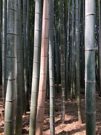 View of bamboo trees in the forest