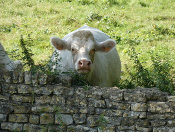 Portrait of a sheep on stone wall