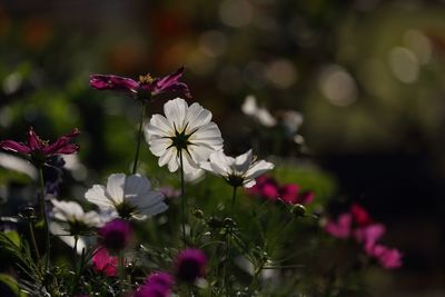 Close-up of pink cosmos flowers blooming outdoors