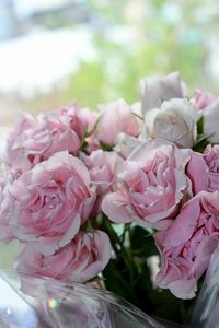 Close-up of pink roses