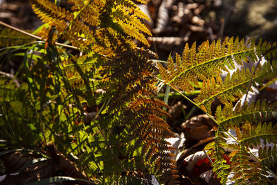 Low angle view of leaves on tree