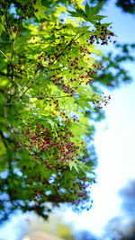 Close-up of fruits on tree