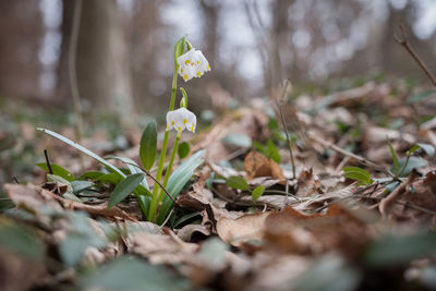 Close-up of flowering plants on field