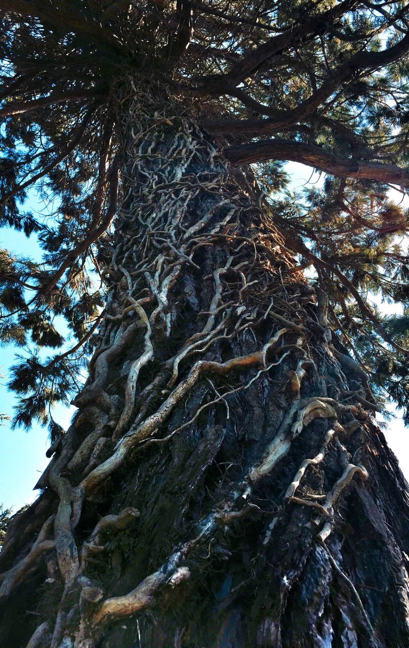 low angle view, tree, branch, growth, tree trunk, nature, tranquility, sky, beauty in nature, day, outdoors, no people, sunlight, directly below, clear sky, tall - high, backgrounds, forest, scenics, textured