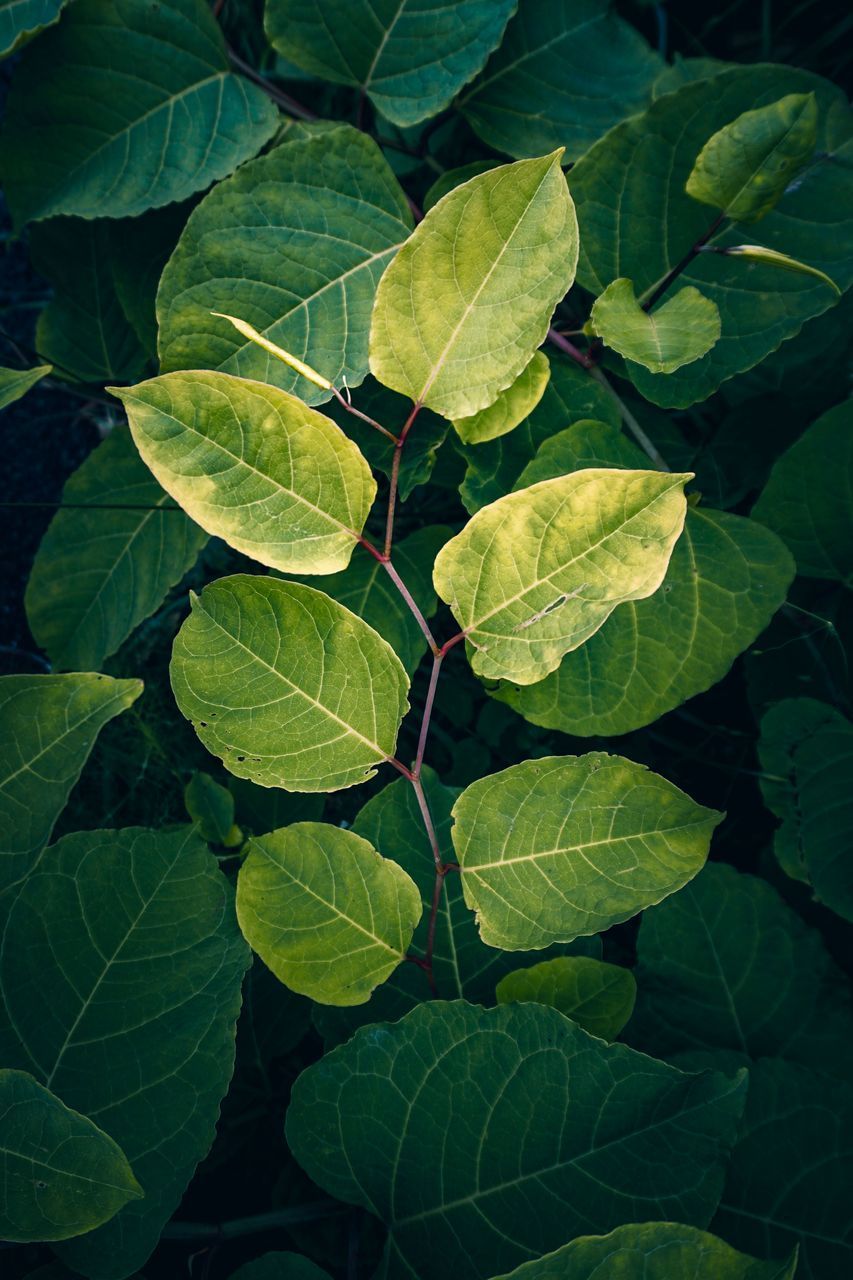 HIGH ANGLE VIEW OF LEAVES