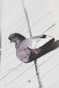 Close-up of pigeon on floor