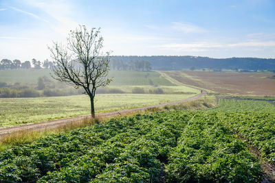 Scenic view of agricultural field against sky