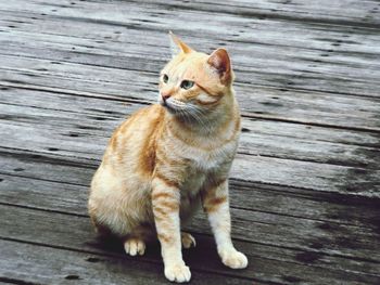 High angle view of a cat looking away