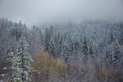 Scenic view of forest during winter